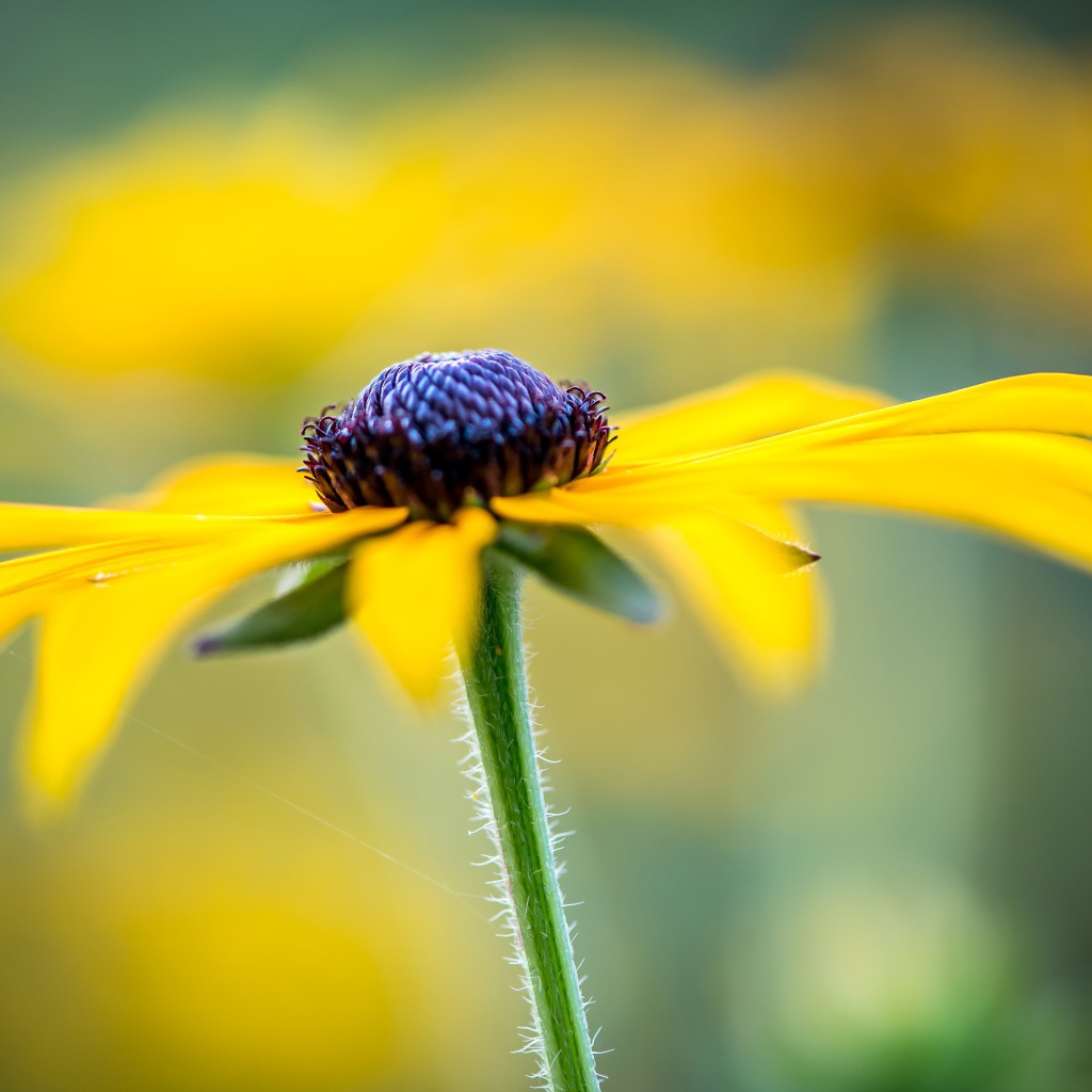Черная сердцевина желтой ромашки