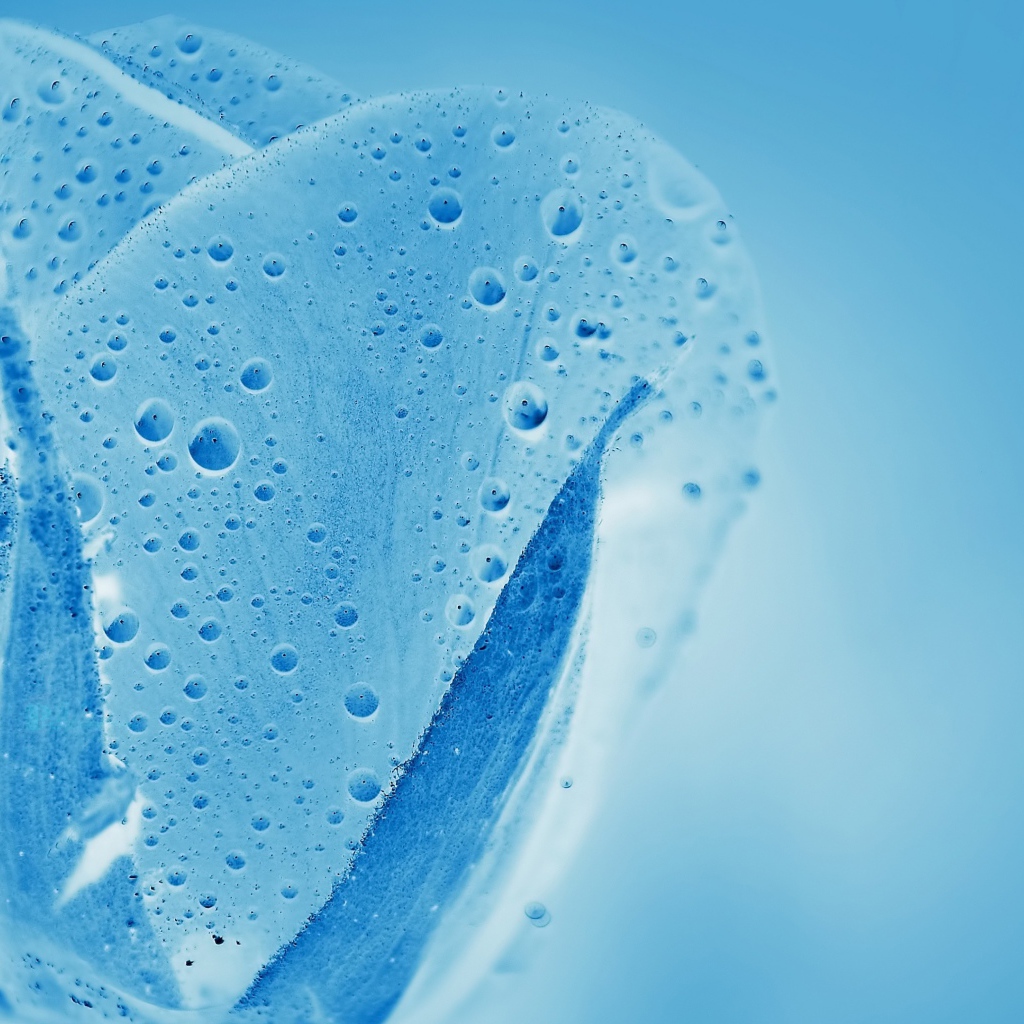 Голубой прозрачный тюльпан