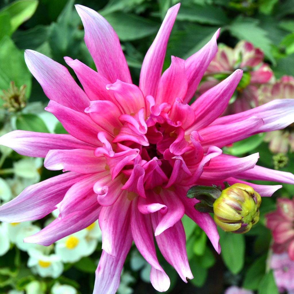 Яркий розовый экзотический цветок