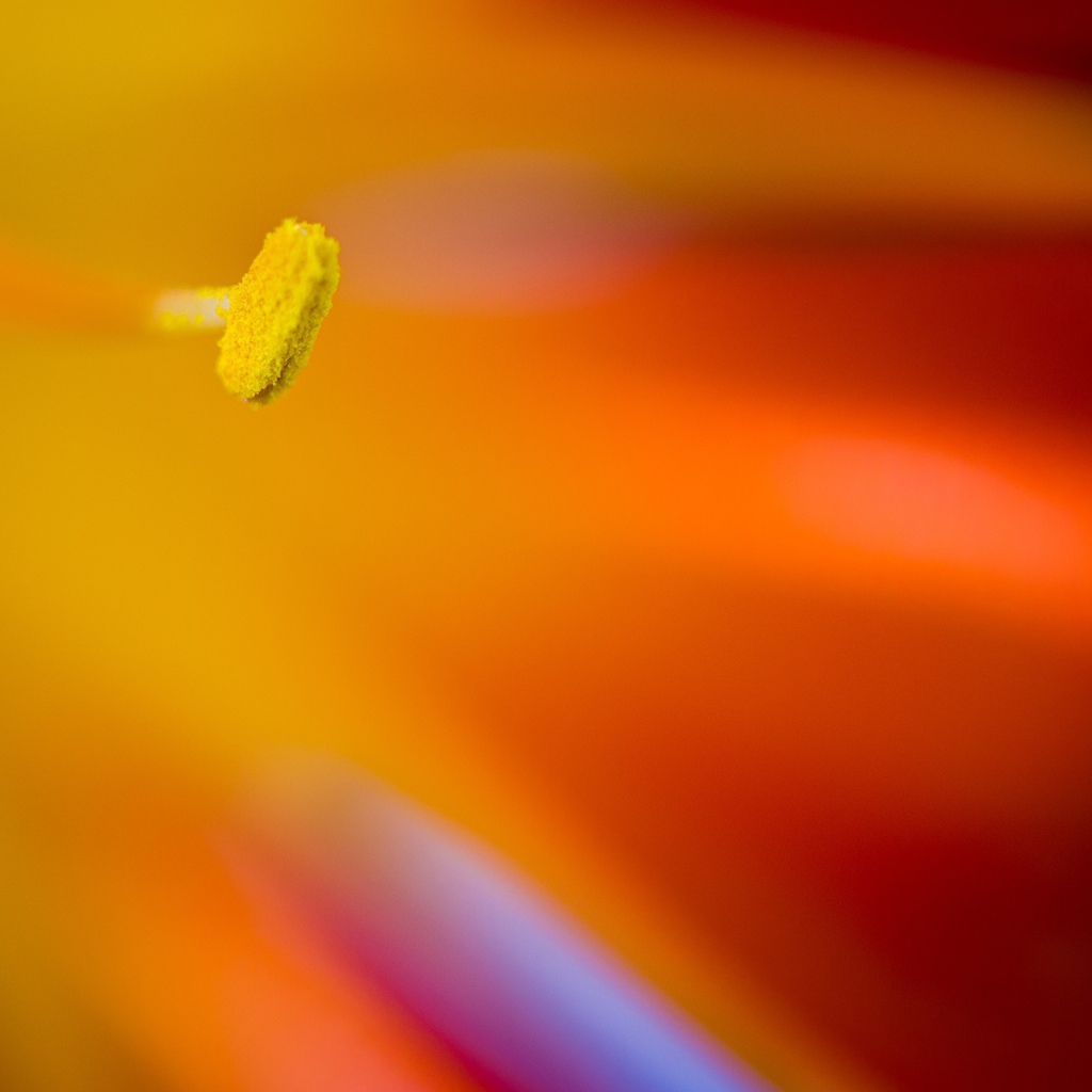 Желтый пестик яркого цветка