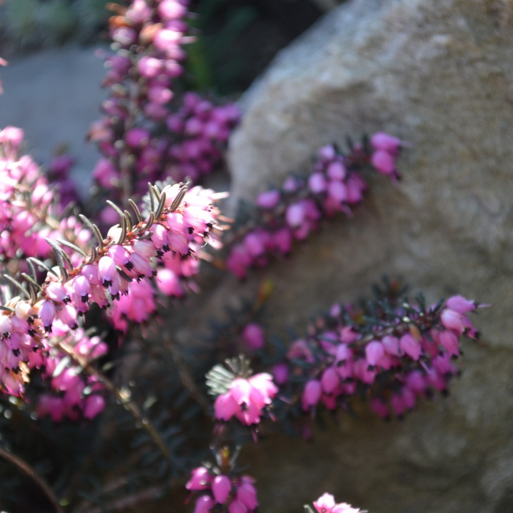 Кисти розовых цветов у камня