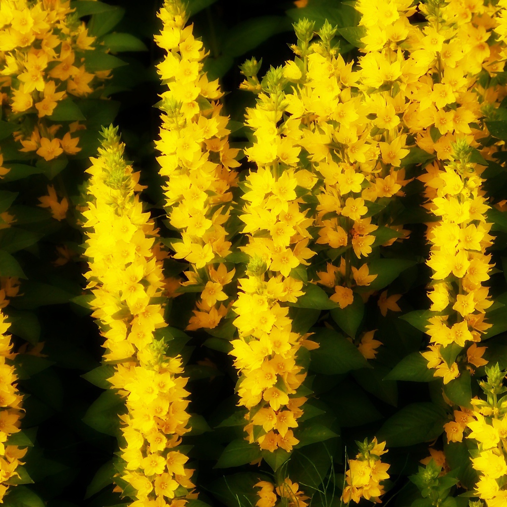 Кисти маленьких желтых цветов