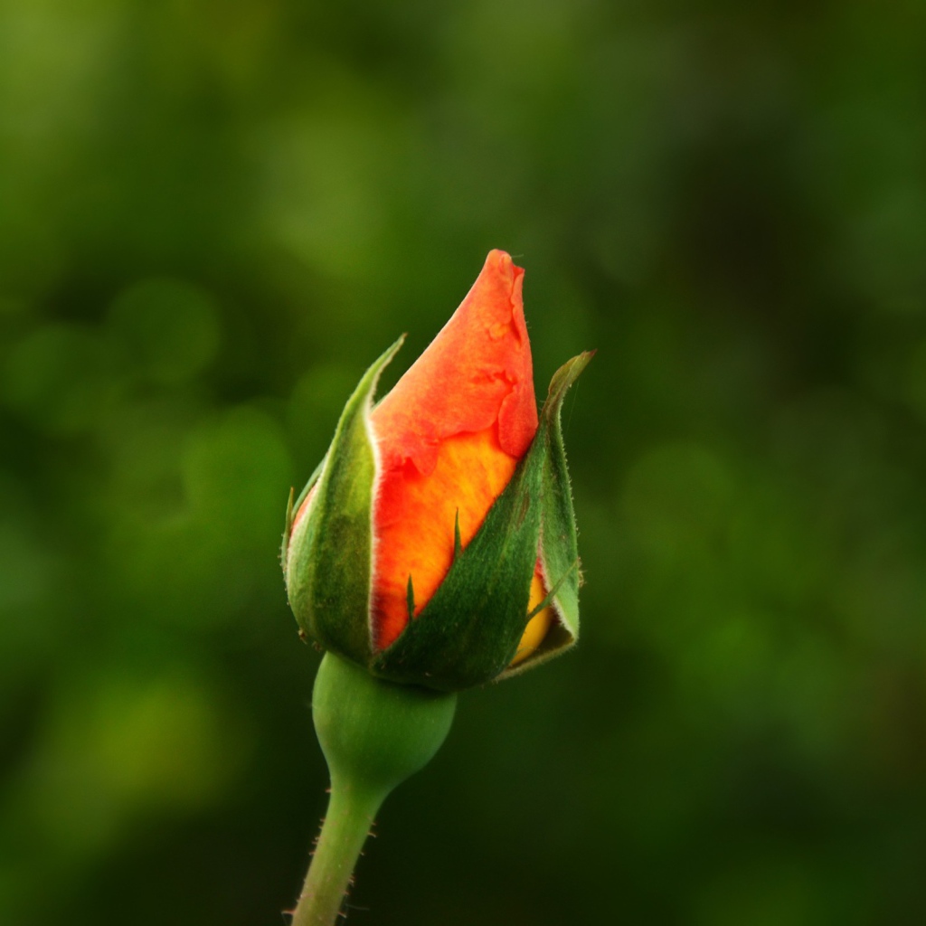 Бутон оранжевой розы на зеленом фоне