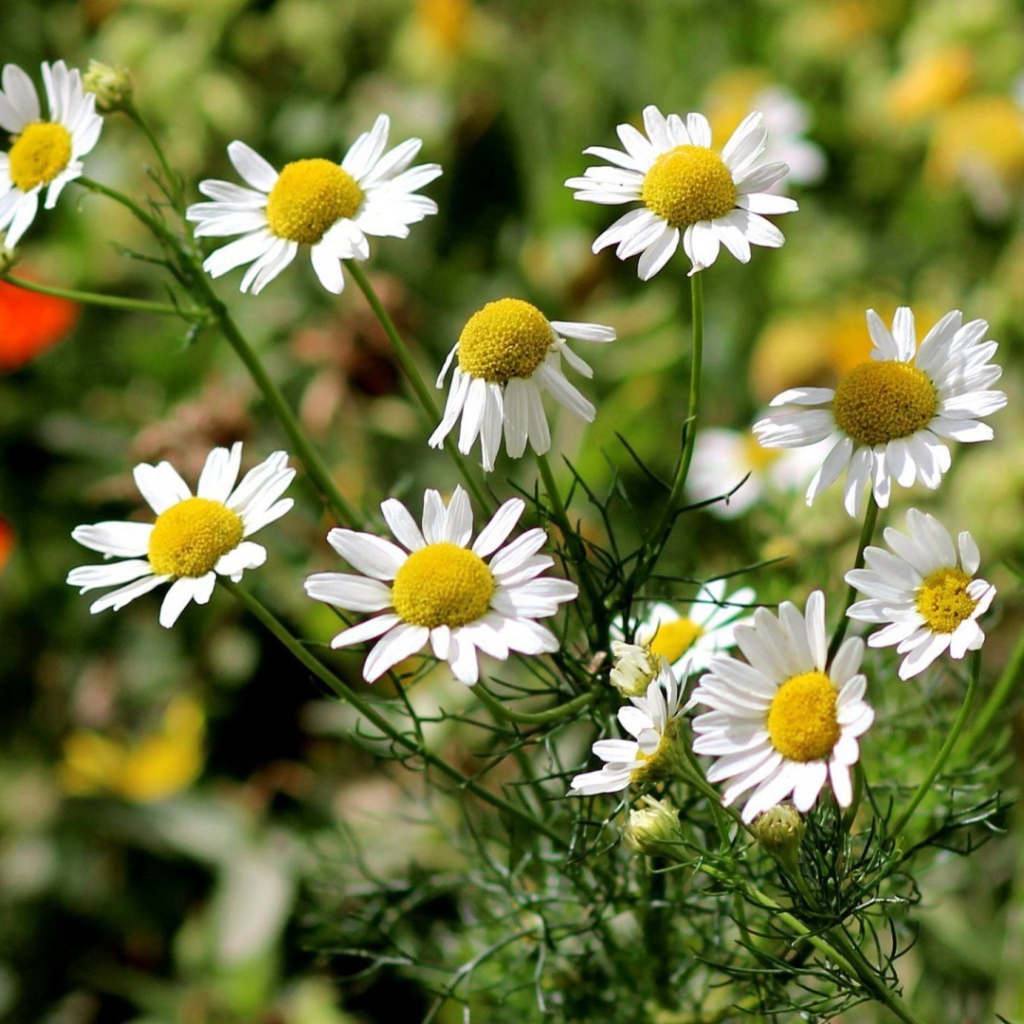 Цветы ромашки в поле