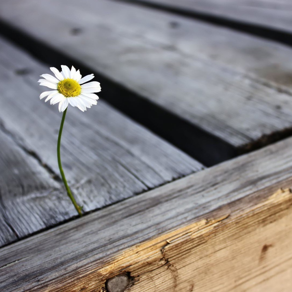 Ромашка проросла между досок