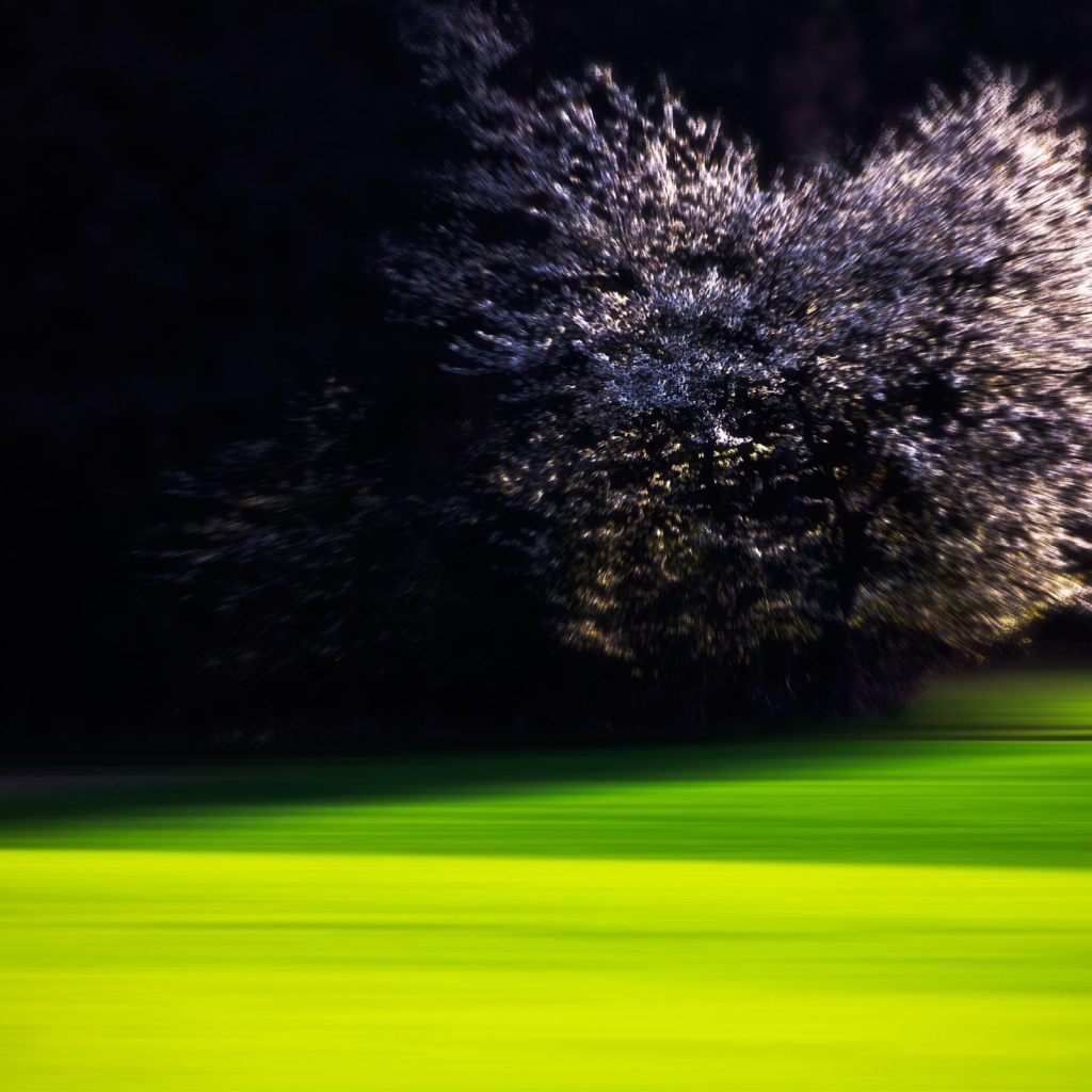 Цветущая вишня на краю зеленого газона