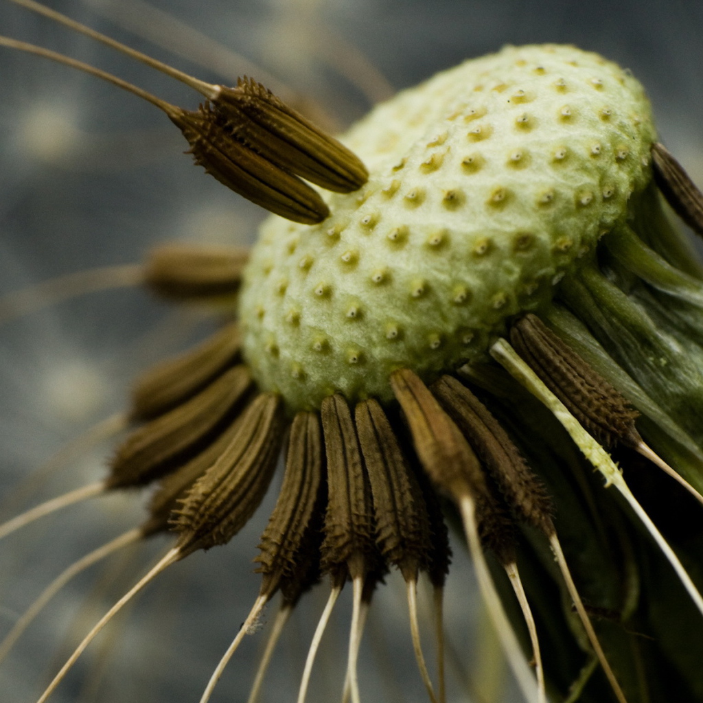 Семена одуванчика на стебле