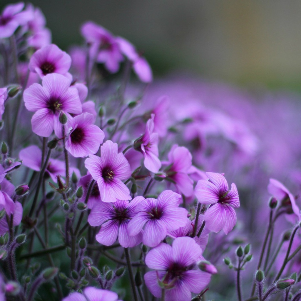 Нежные цветы герани