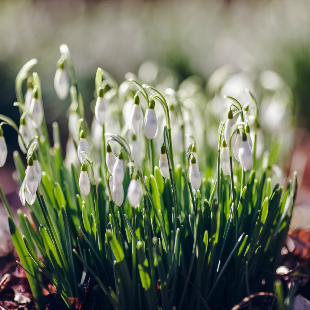 Нежные подснежники Галантус