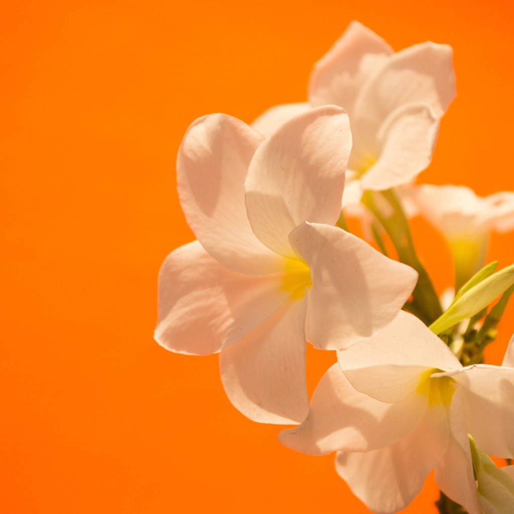Нежные белые цветы на оранжевом фоне