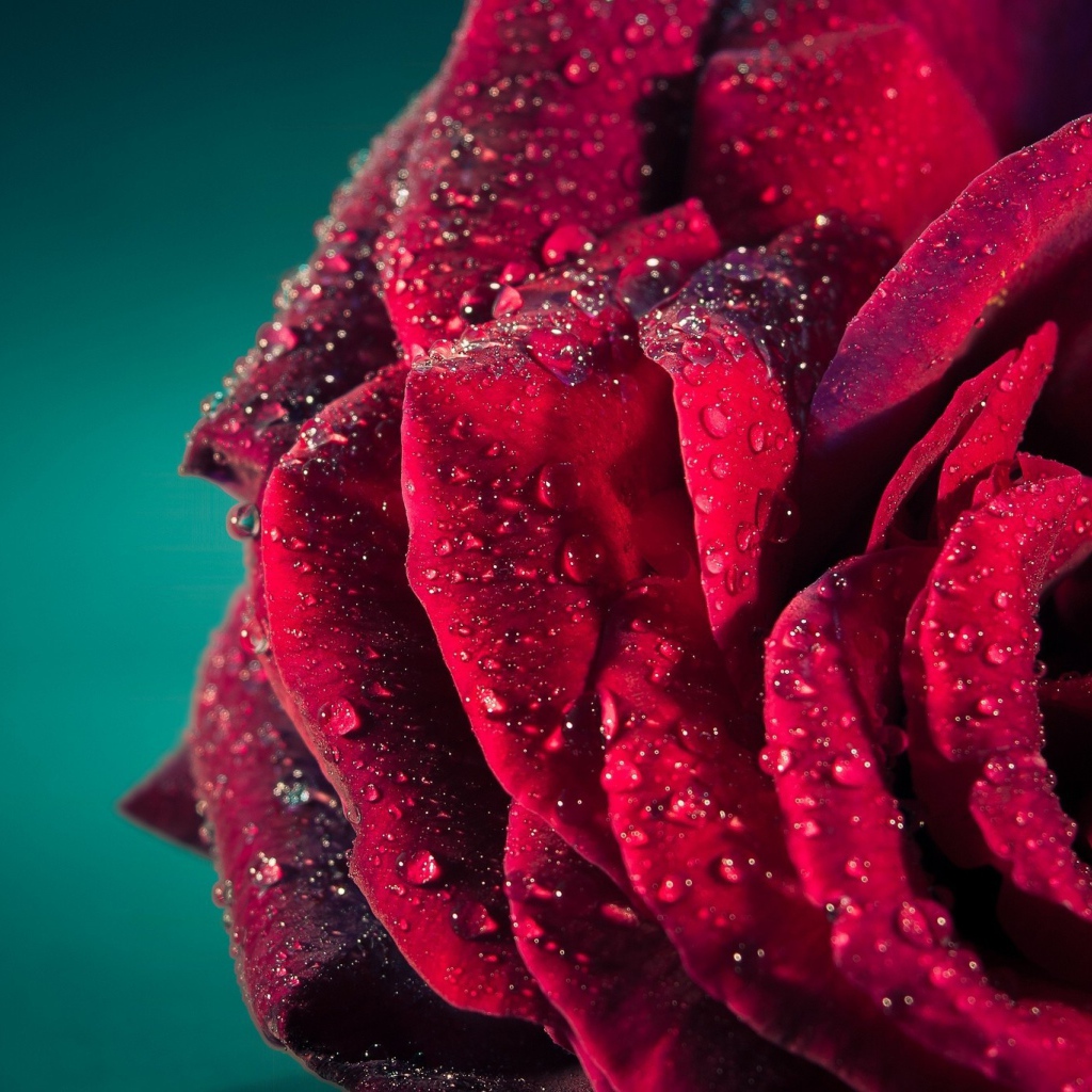 Dew on the petals of red roses