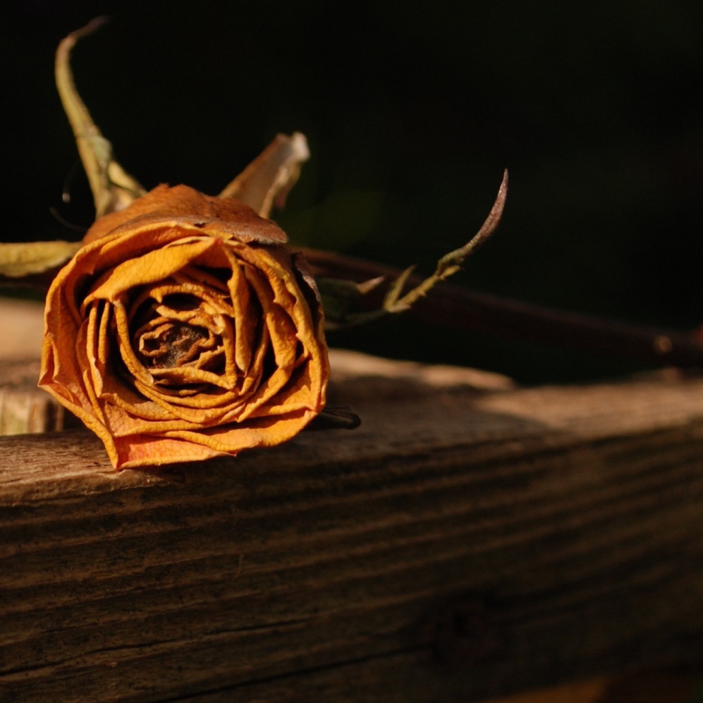 Засохшая оранжевая роза