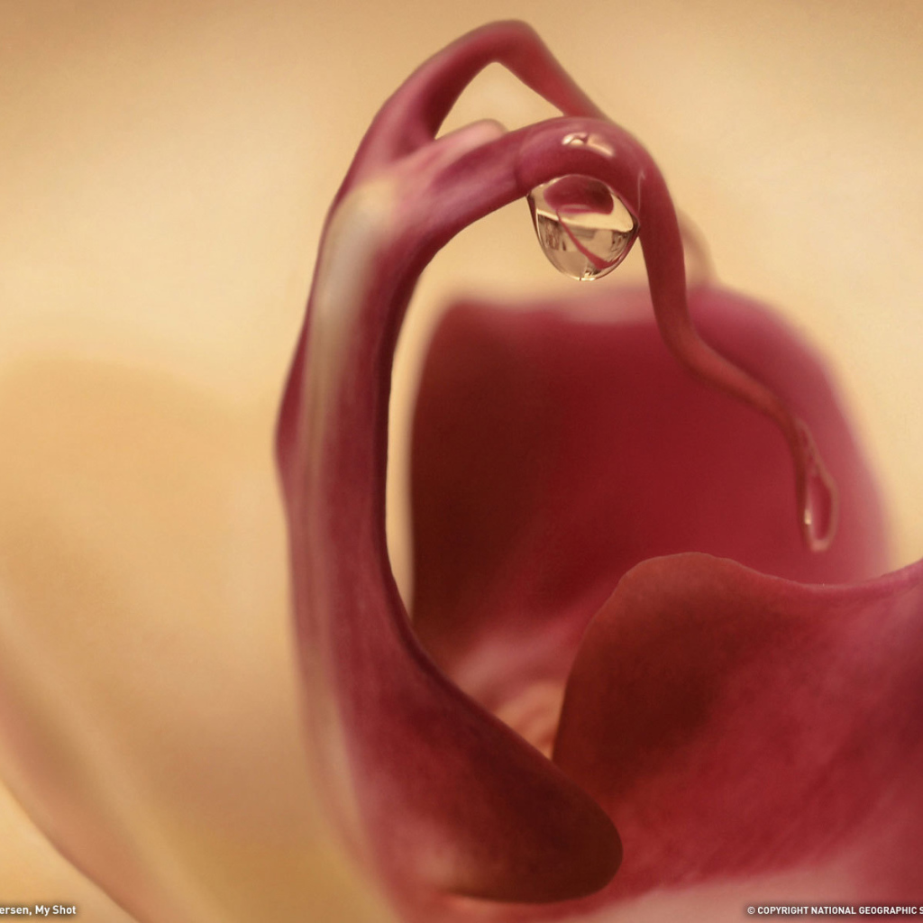 Капля на цветке орхидеи