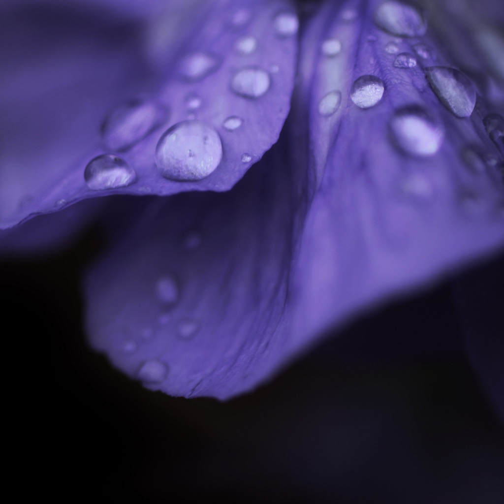 Капли росы на лепестке фиолетового цветка