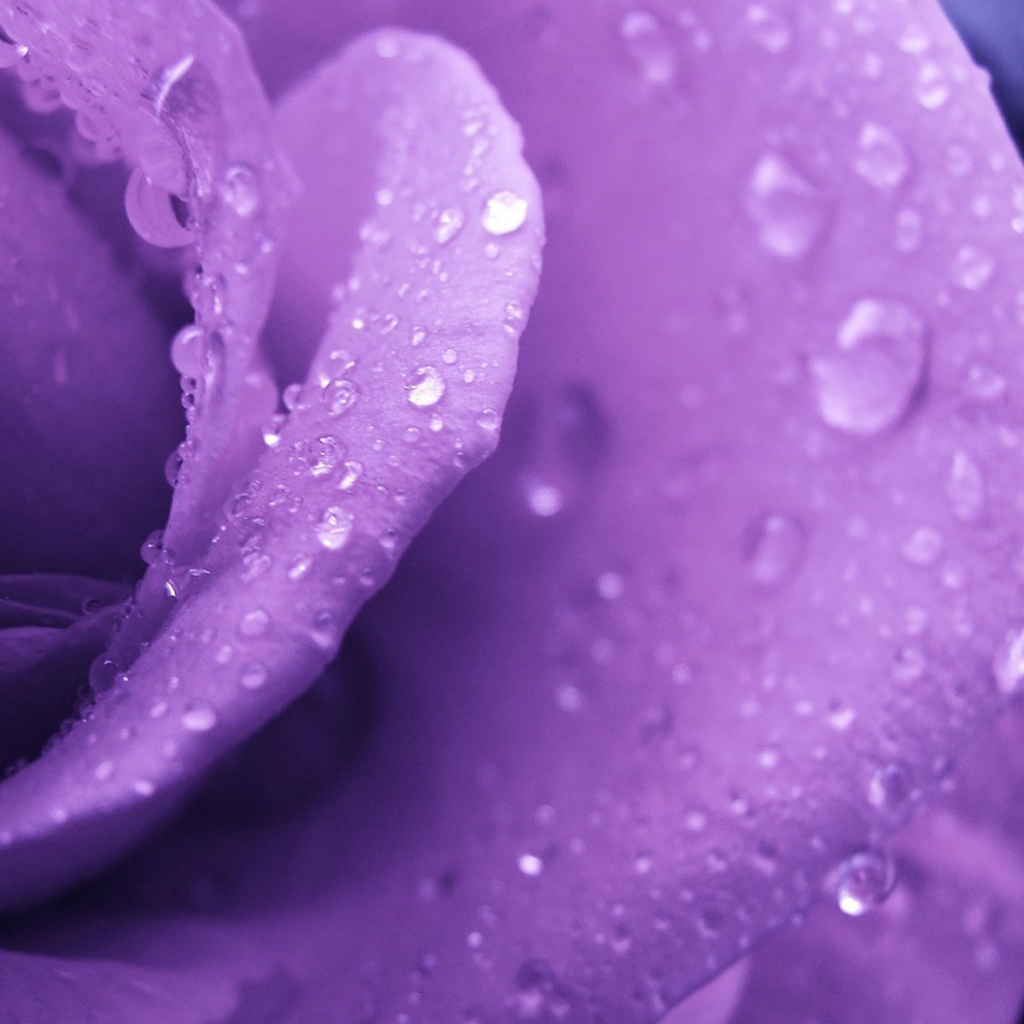 Капли росы на фиолетовой розе