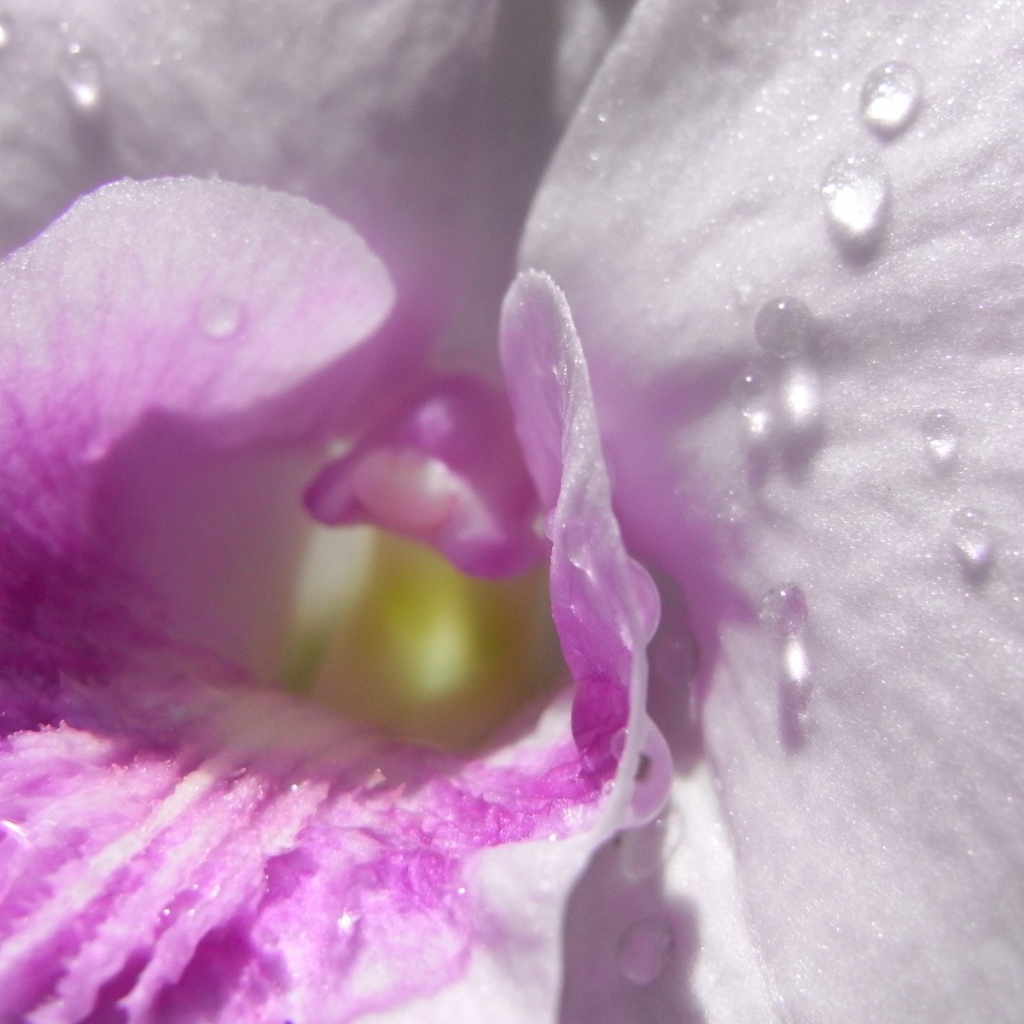 Капли влаги внутри нежно розового цветка