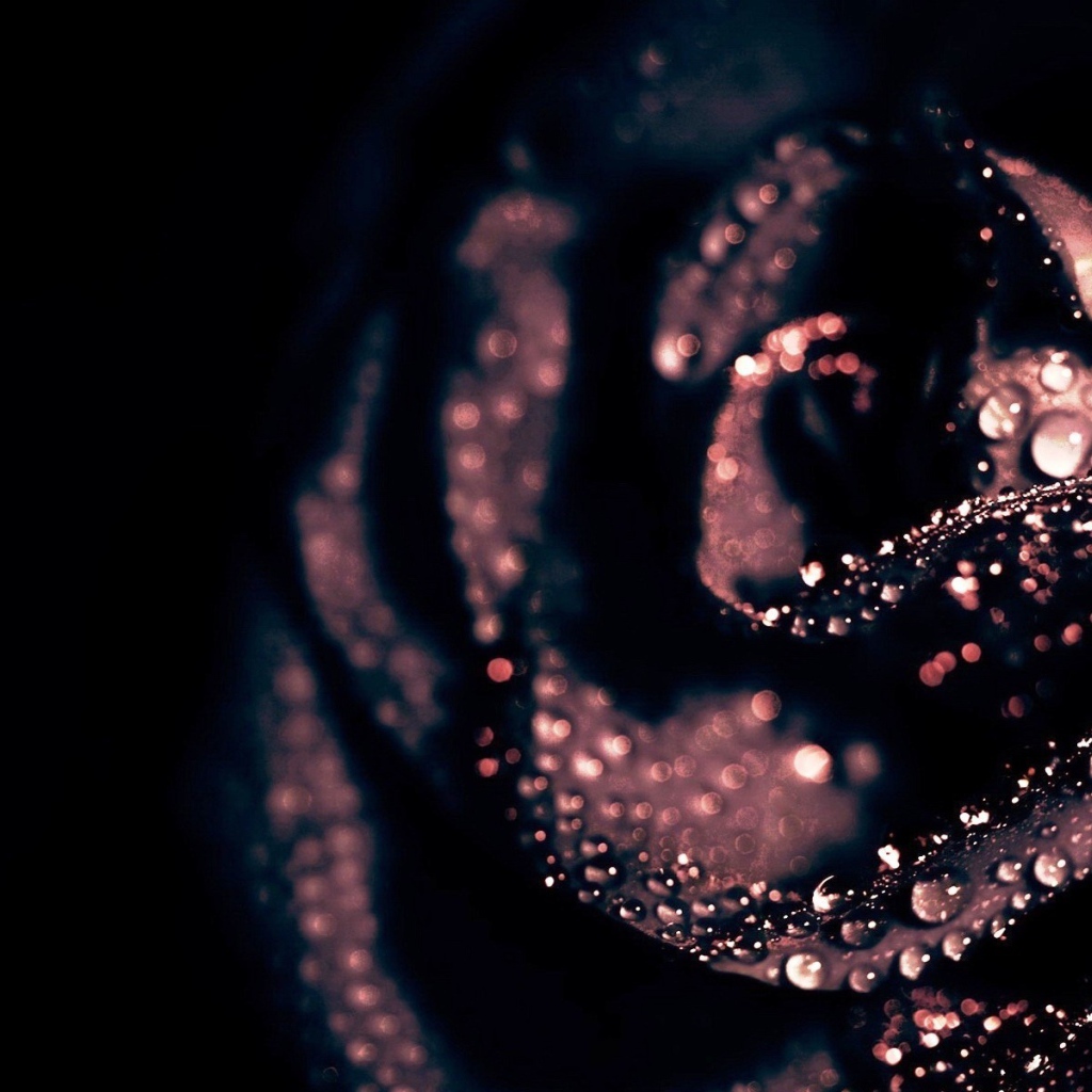 Капли воды на черной розе