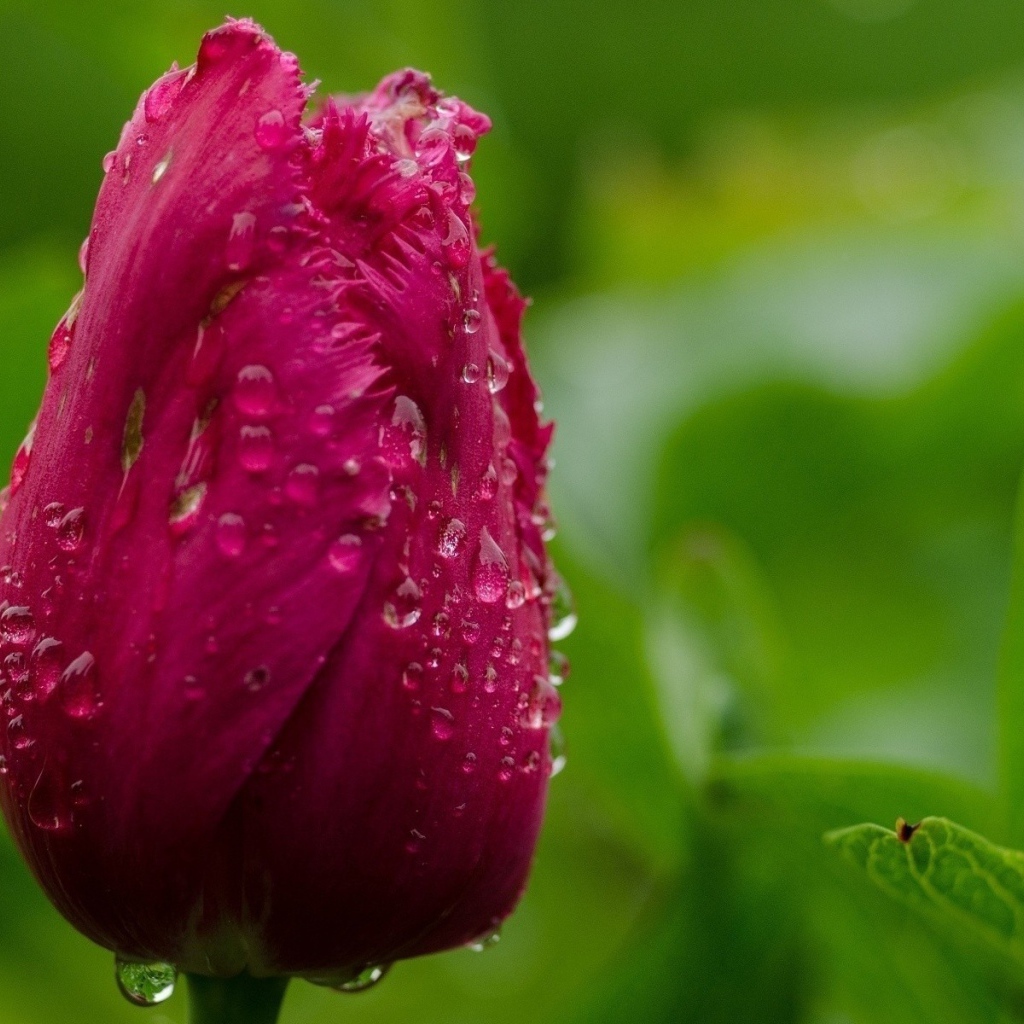 Капли воды на бутоне тюльпана