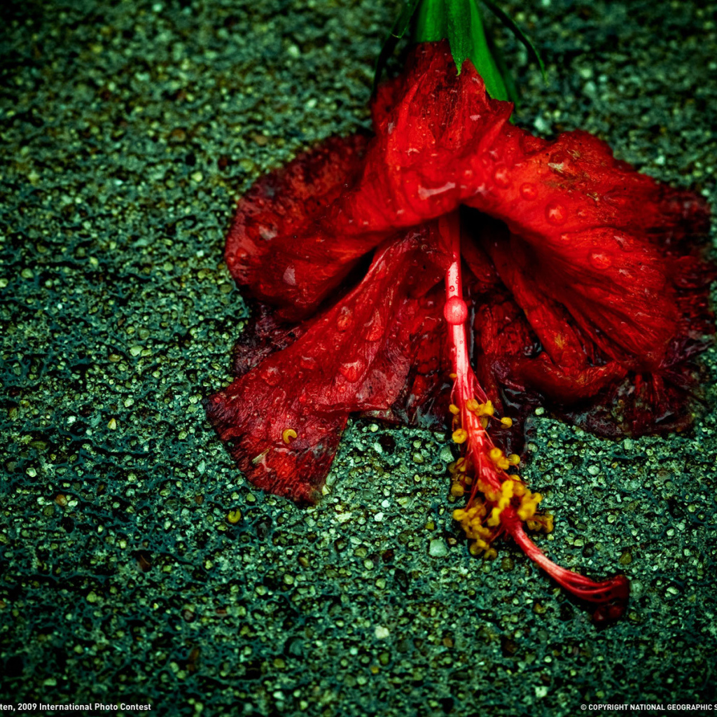 Увядающий цветок на асфальте