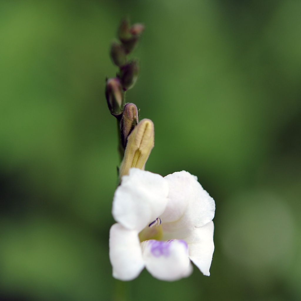 Цветок только что распустился