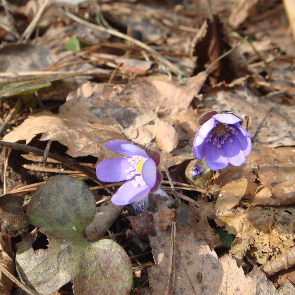 Цветки подснежники