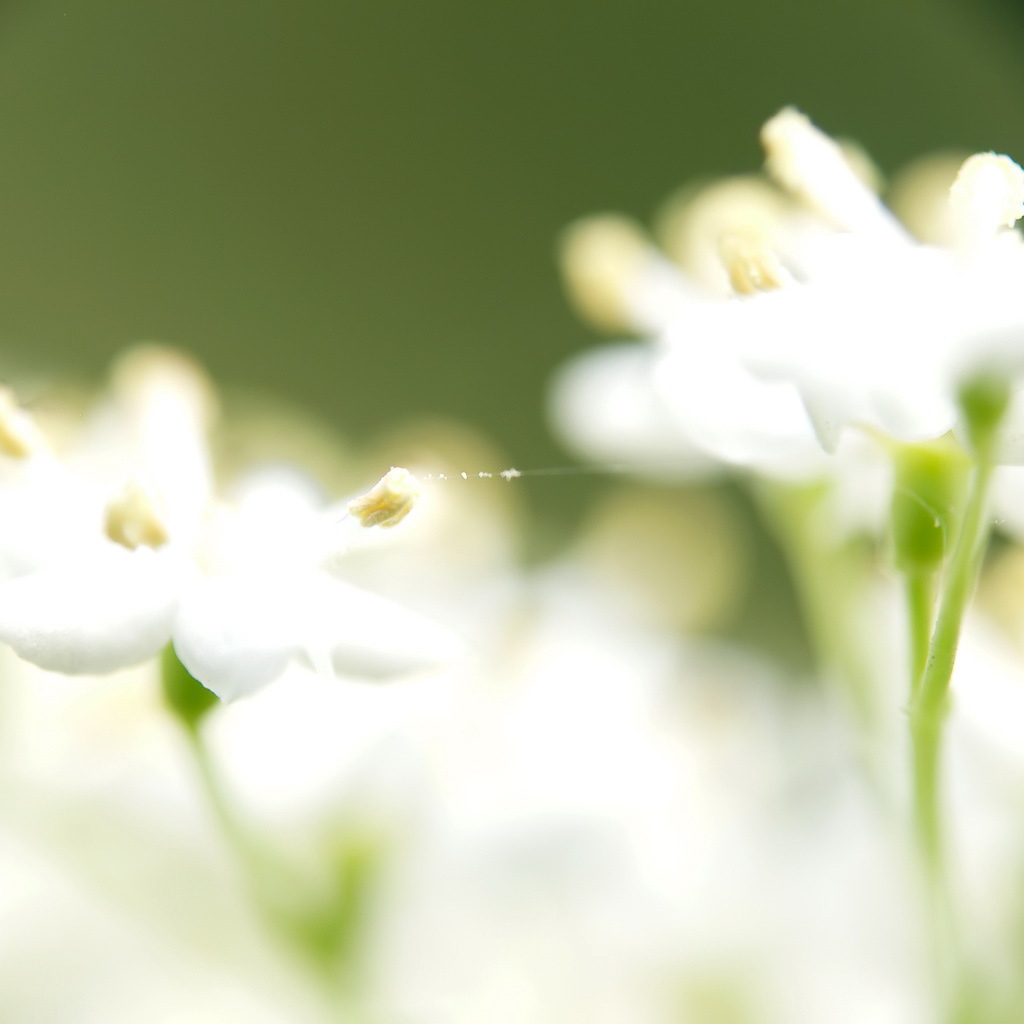 Паутинка на белых цветках