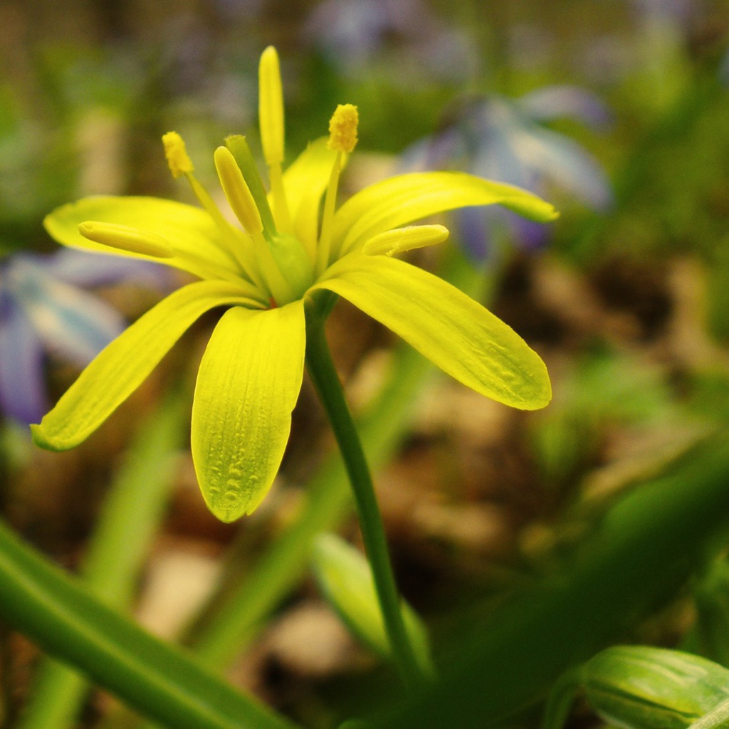 Зелено желтый цветок