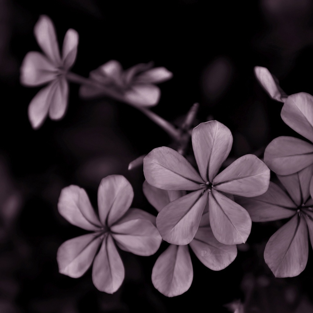 Серые цветы на черном фоне