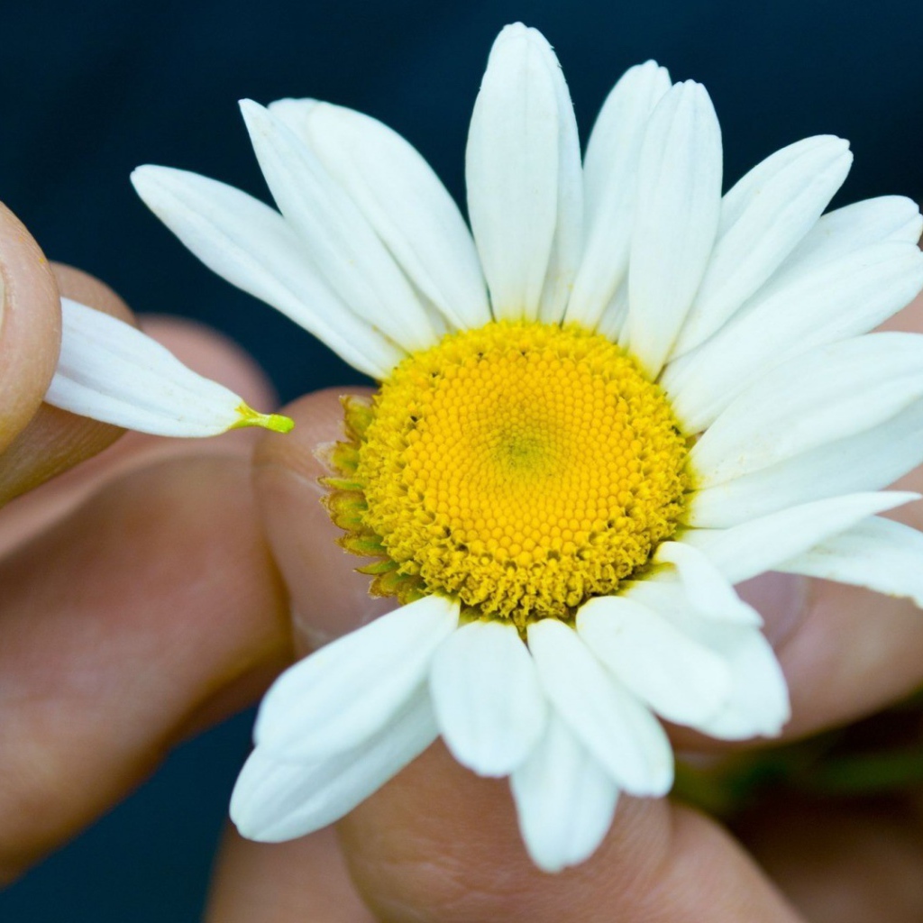 Гадание на цветке ромашки