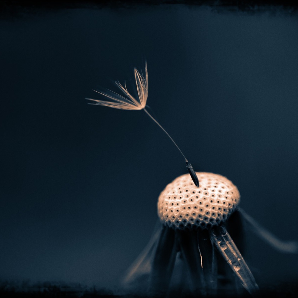 Последний зонтик на одуванчике