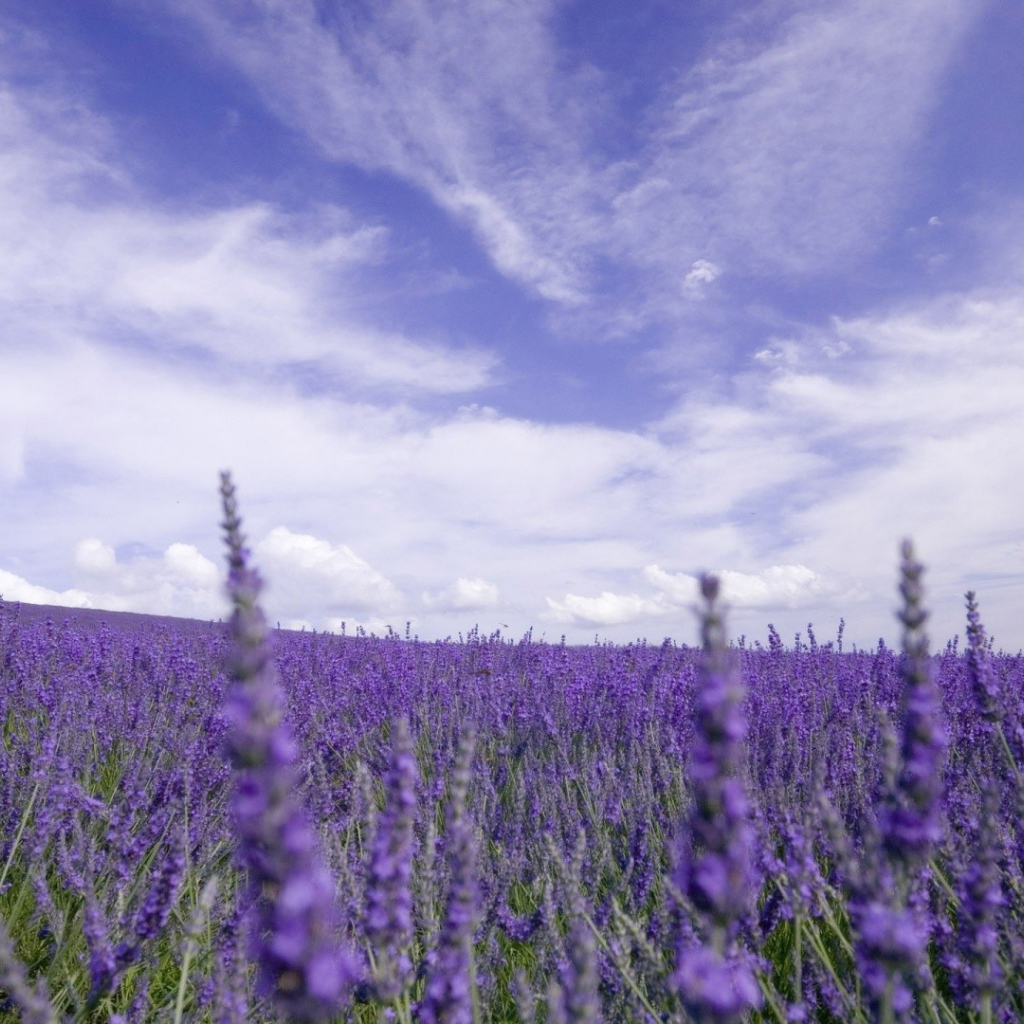 Цветы лаванды под облачным небом