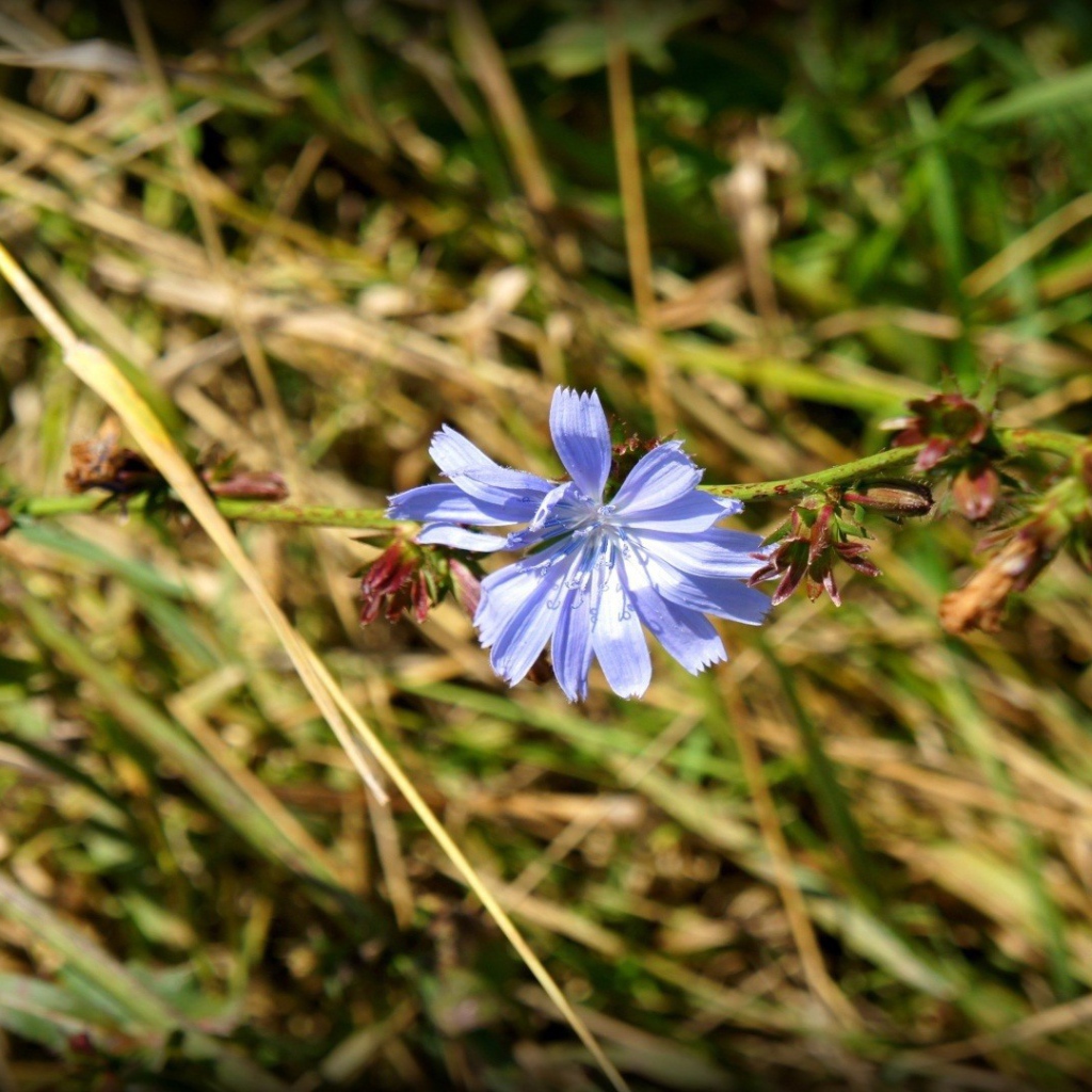 Одинокий голубой цветок цикория