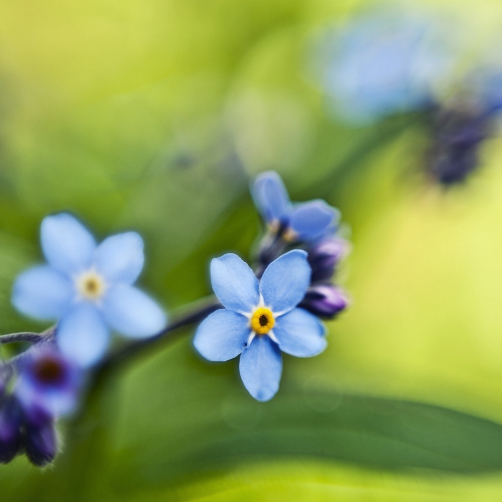 Незабудки на зеленом листе
