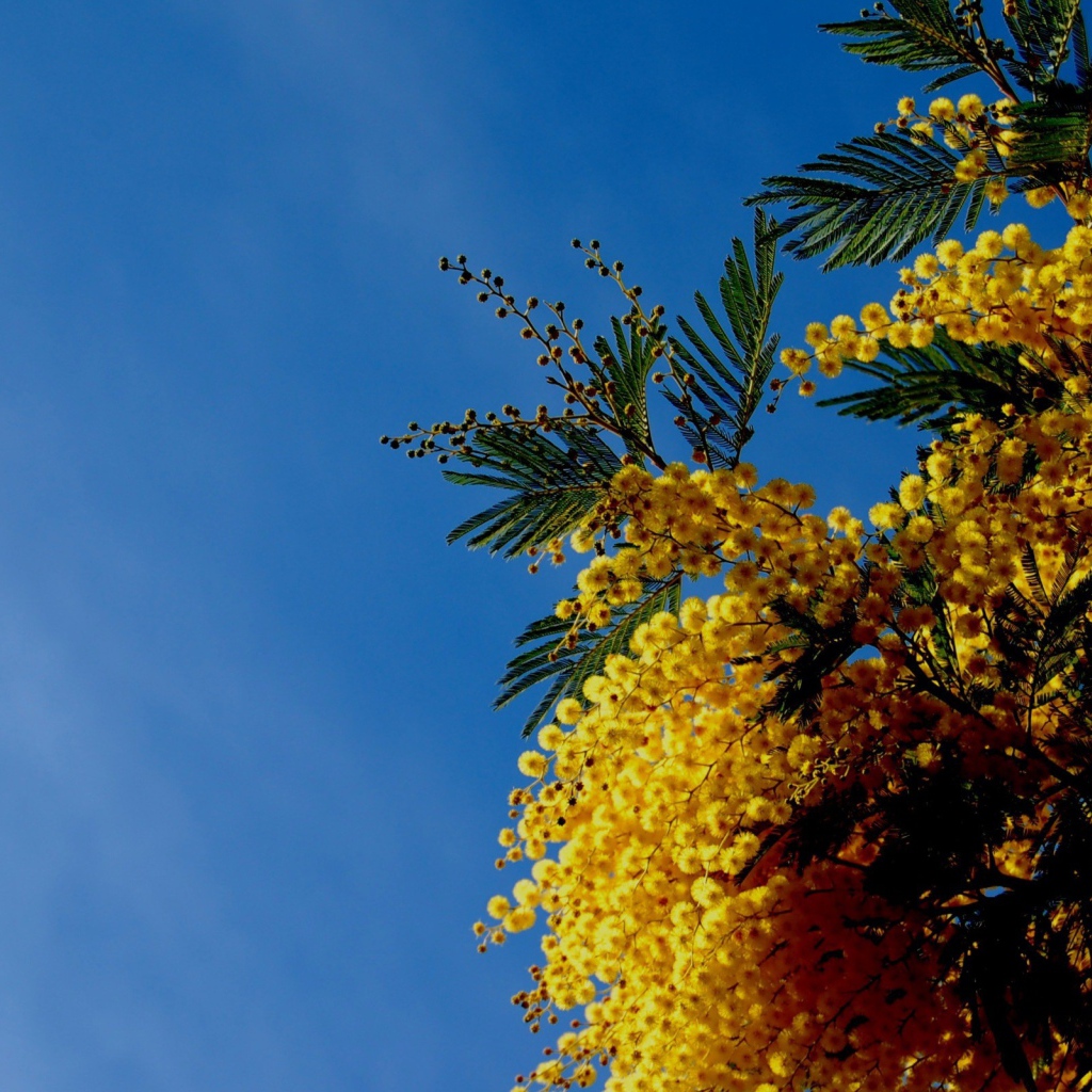 Цветы мимозы на фоне неба