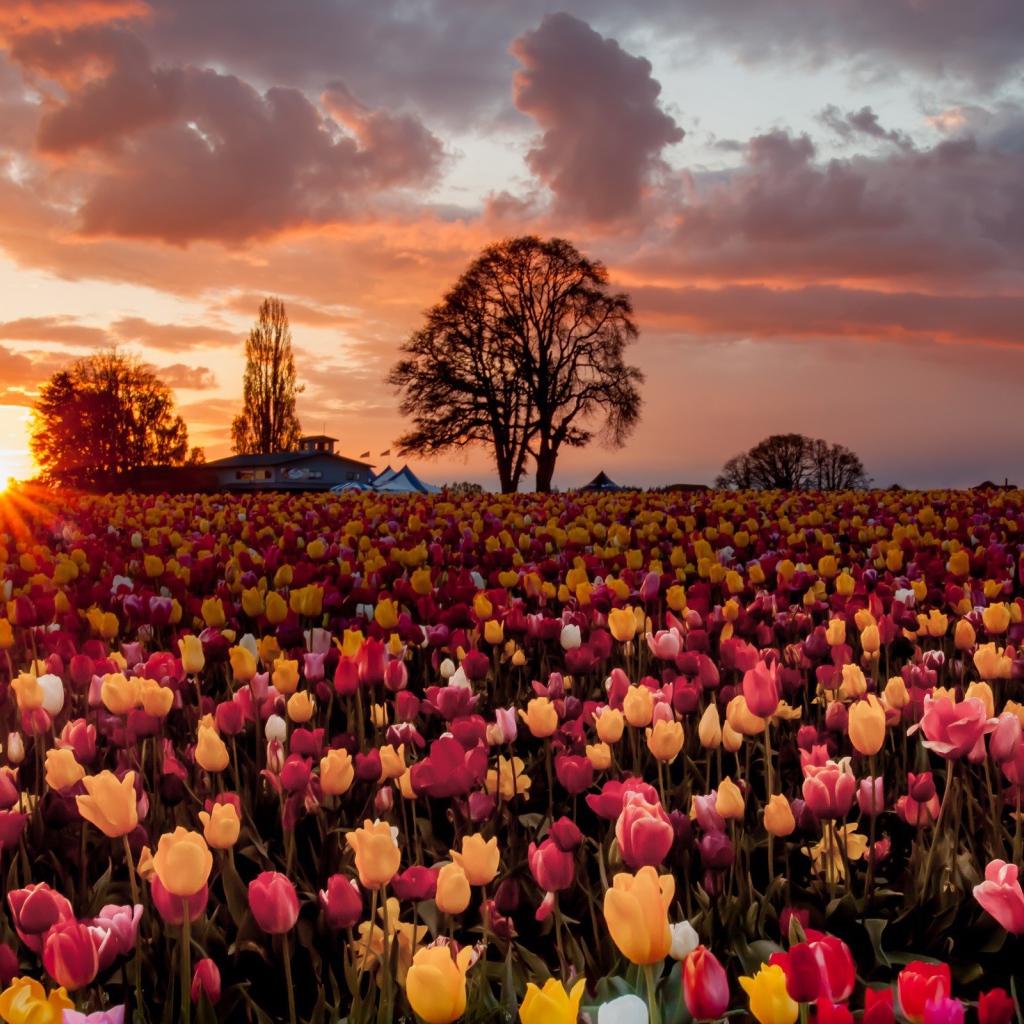 Смешанное поле с желтыми и розовыми тюльпанами