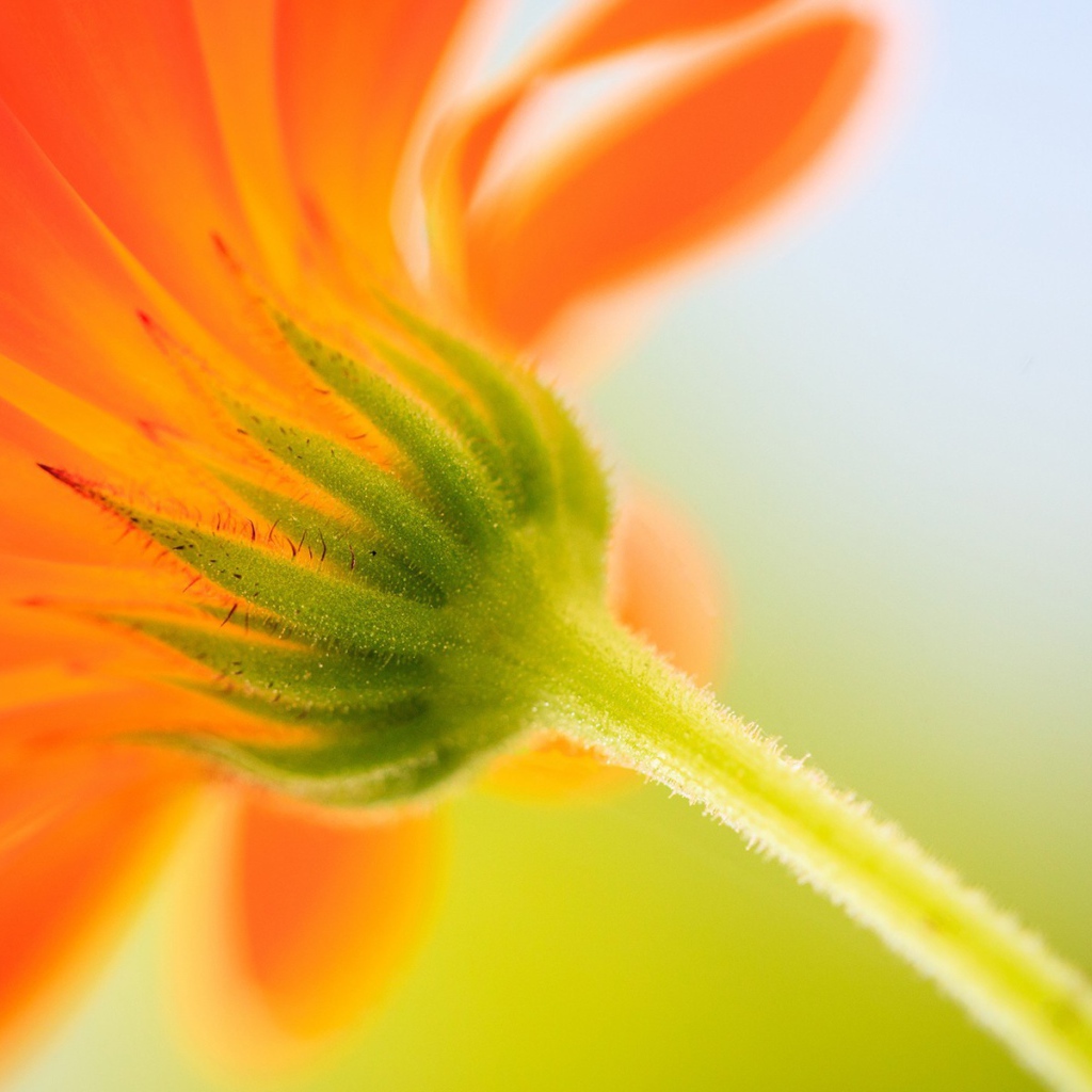 Бутон оранжевого цветка