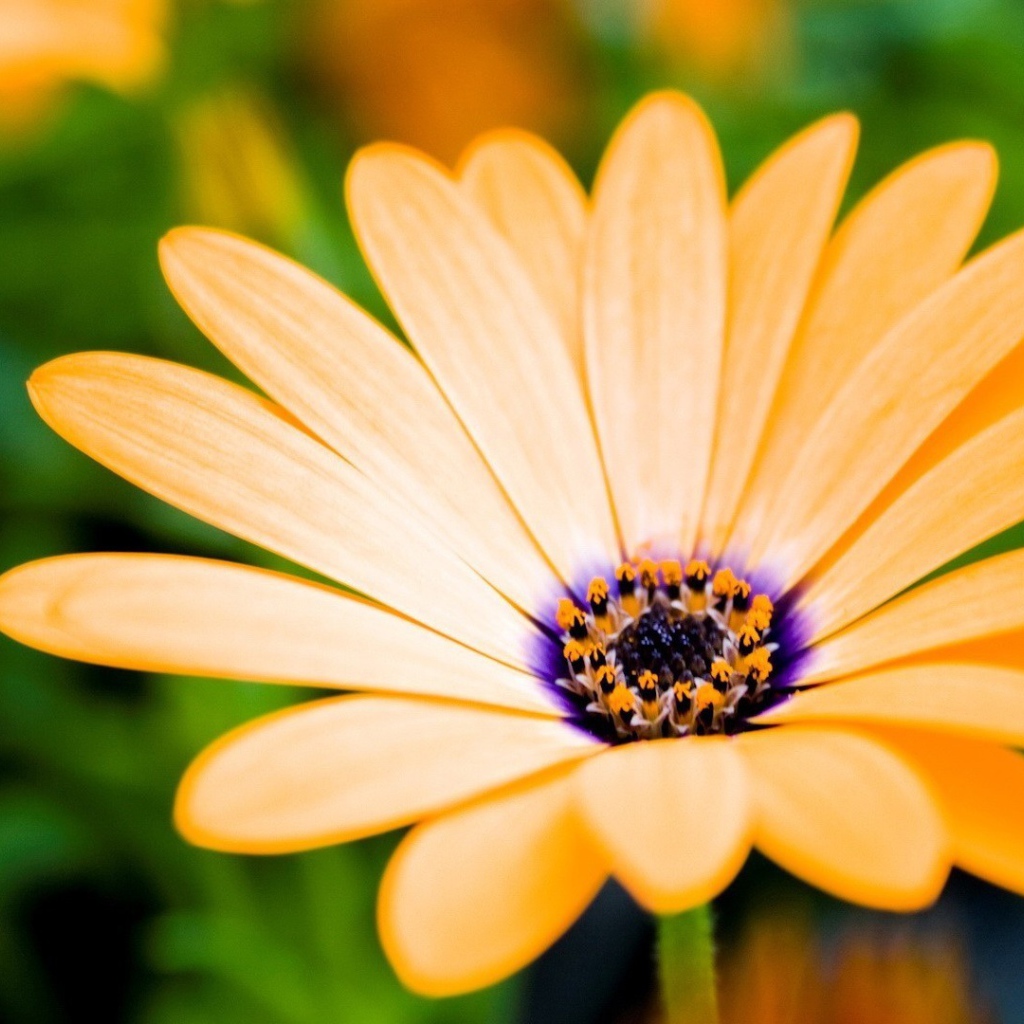 Оранжевый цветок распахнул бутон навстречу солнцу