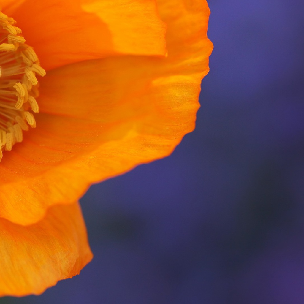 Оранжевый цветок на голубом фоне