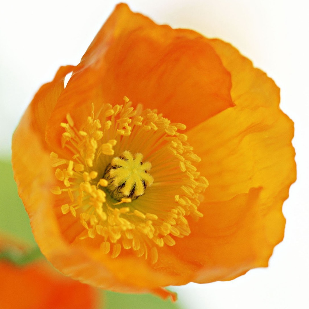 Оранжевый цветок на белом фоне