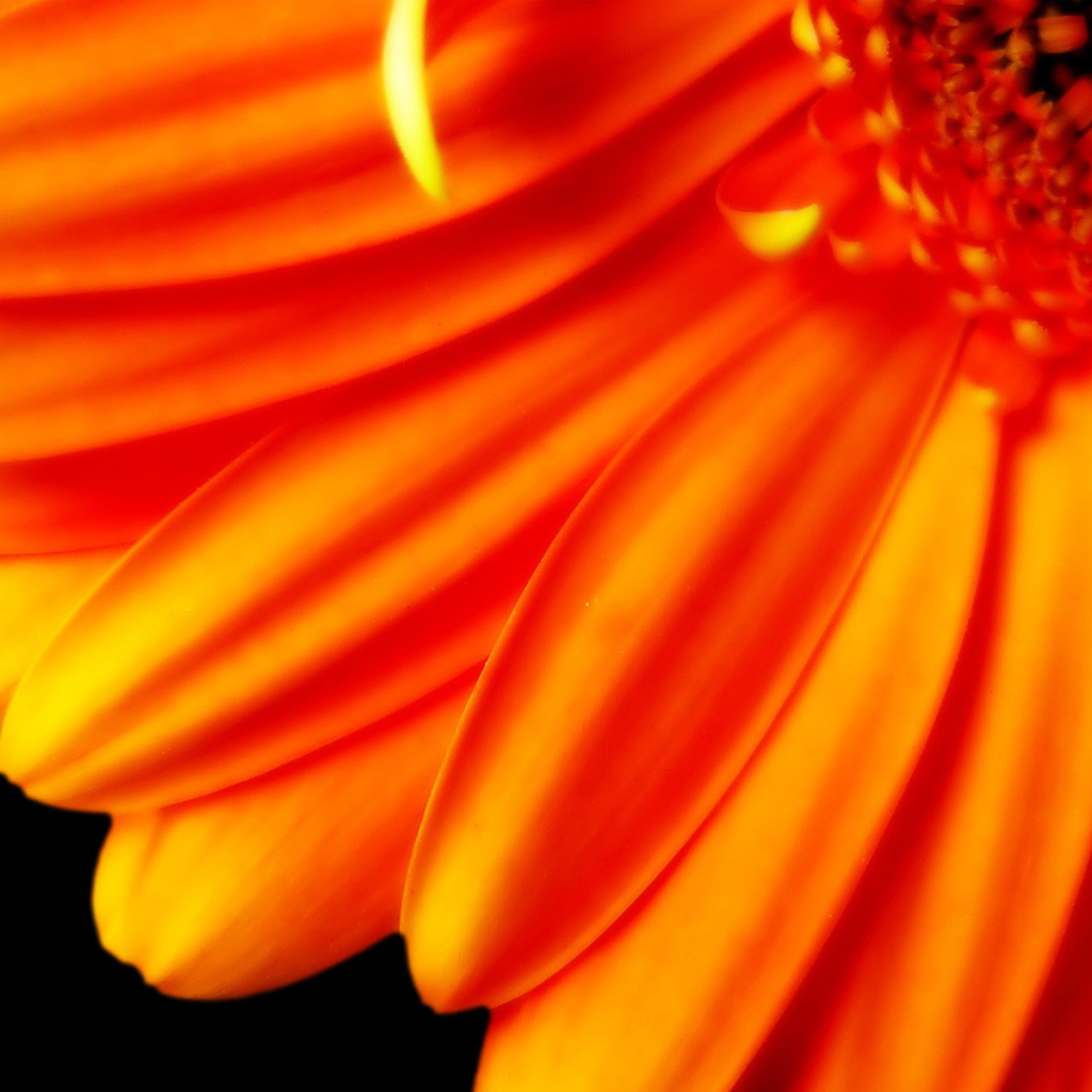 Лепестки оранжевого цветка