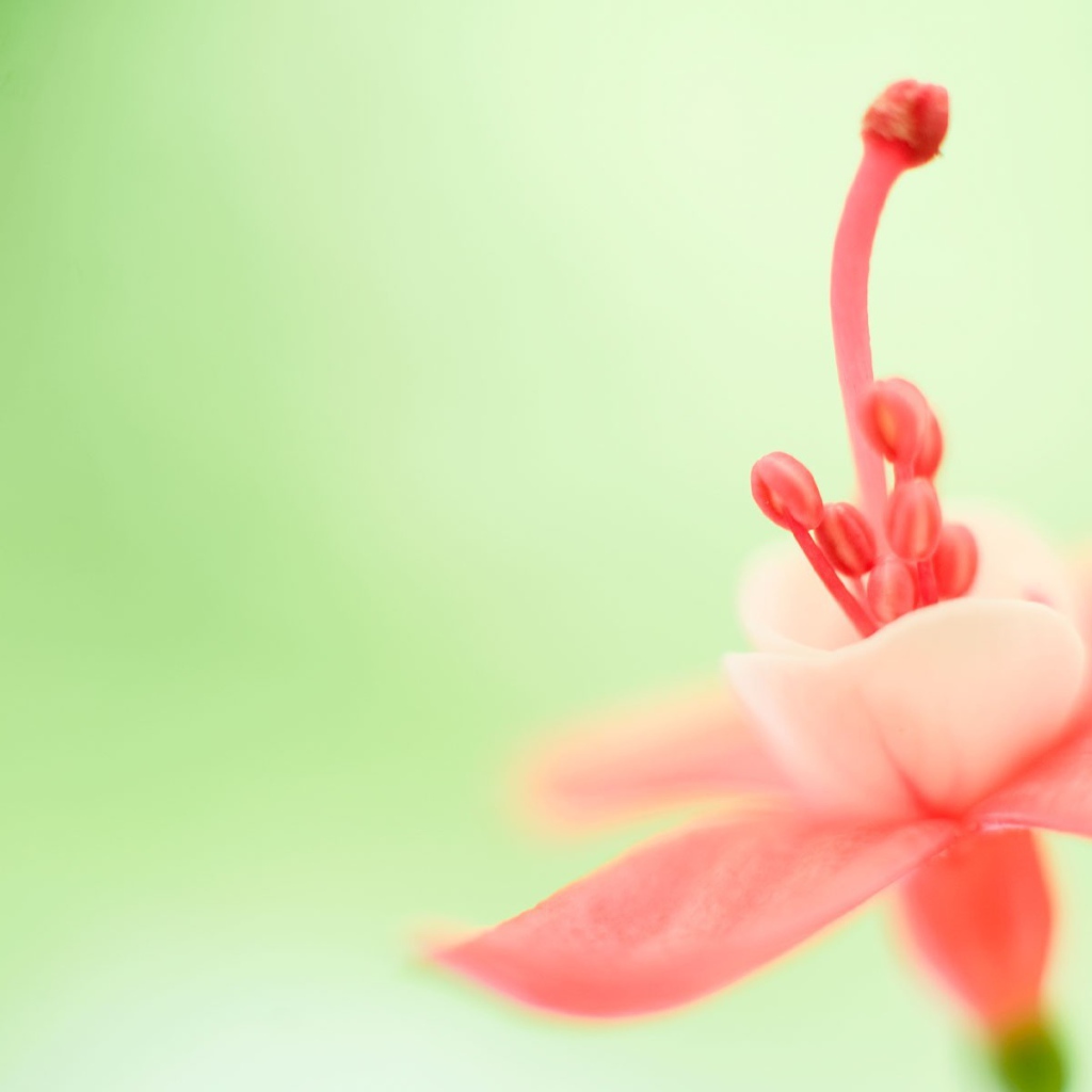 Тычинка розового цветка