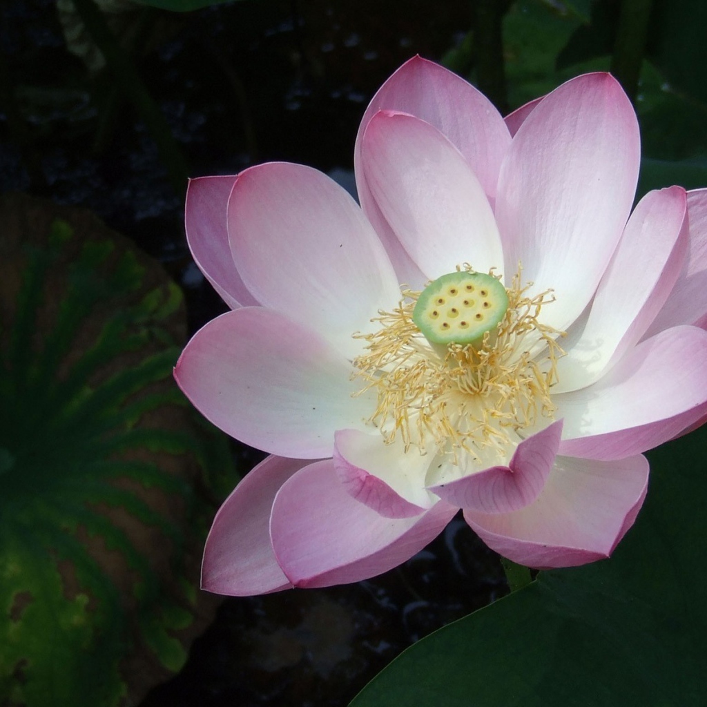 Розовая лилия на воде