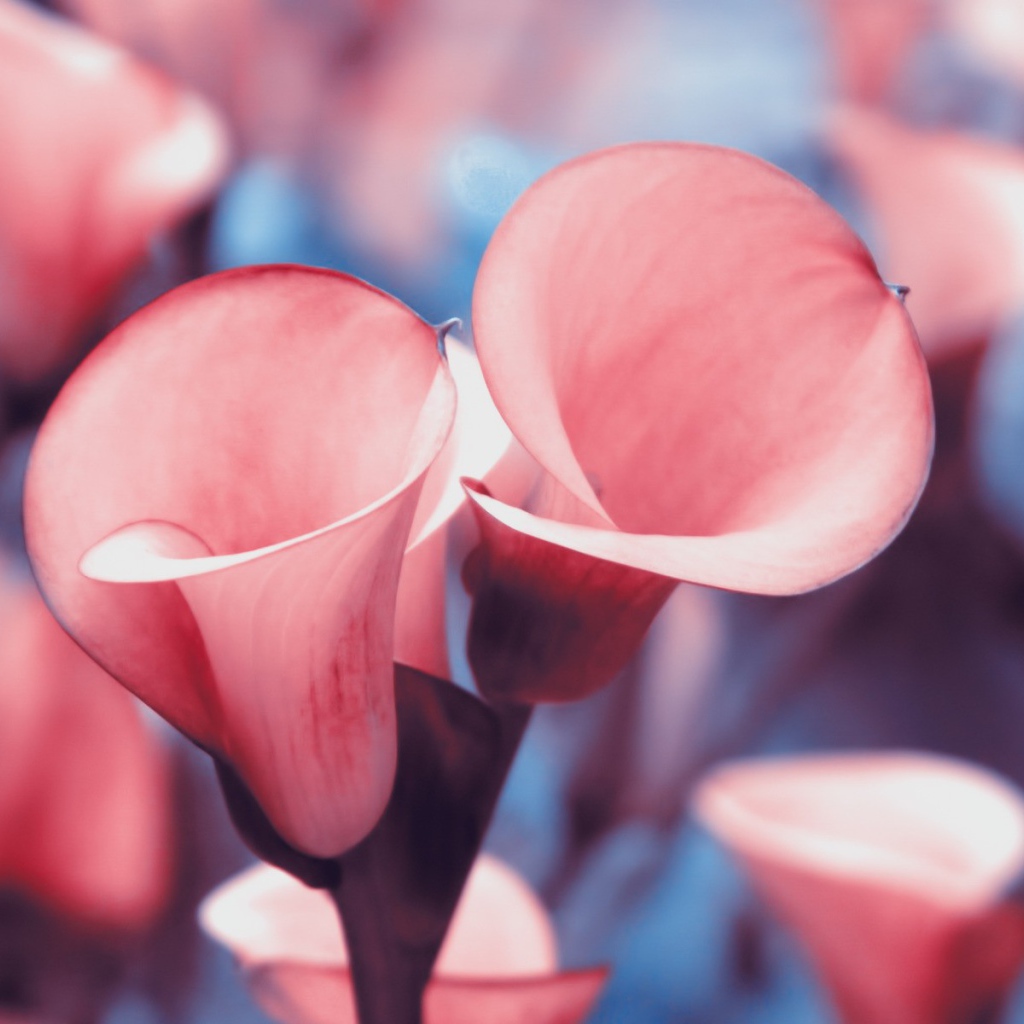 Розовые лилии с красной каймой