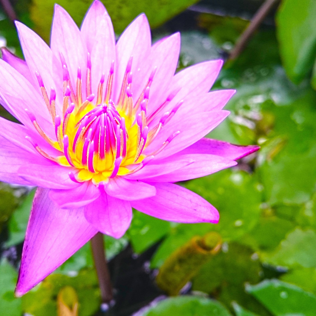 Розовый лотос на Шри-Ланке