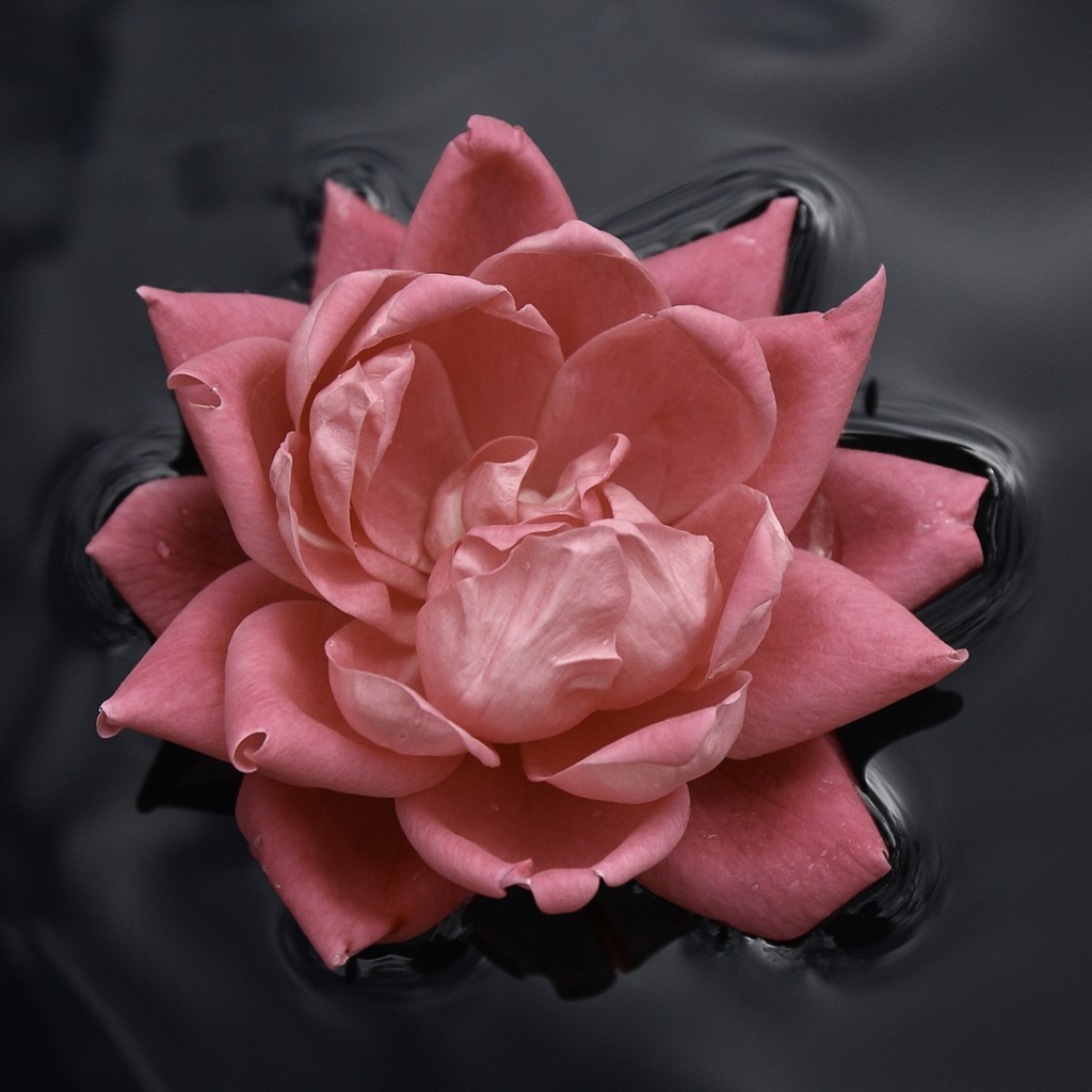 Розовая роза в черной воде