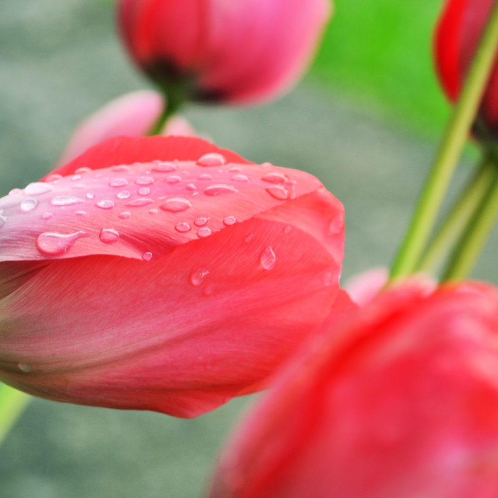 Розовый тюльпан после дождя