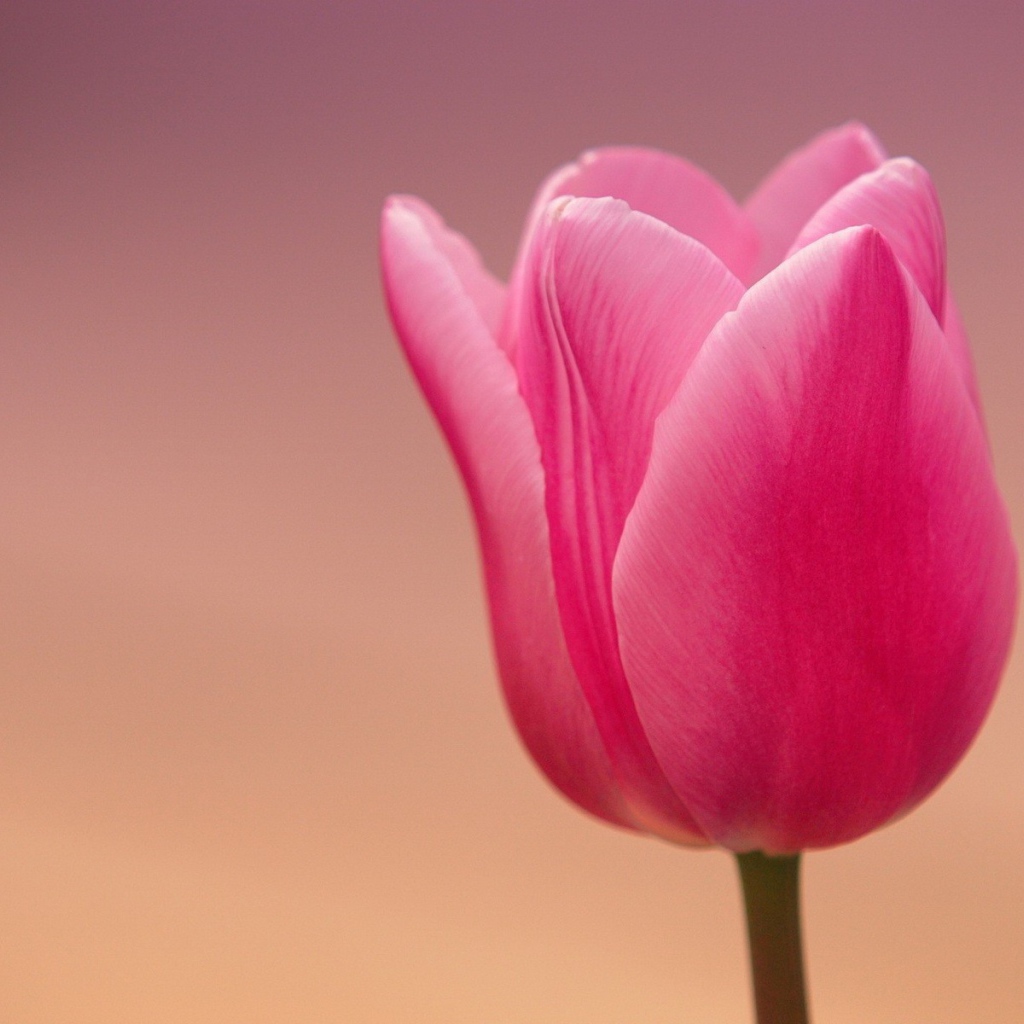 Розовый тюльпан на розовом фоне