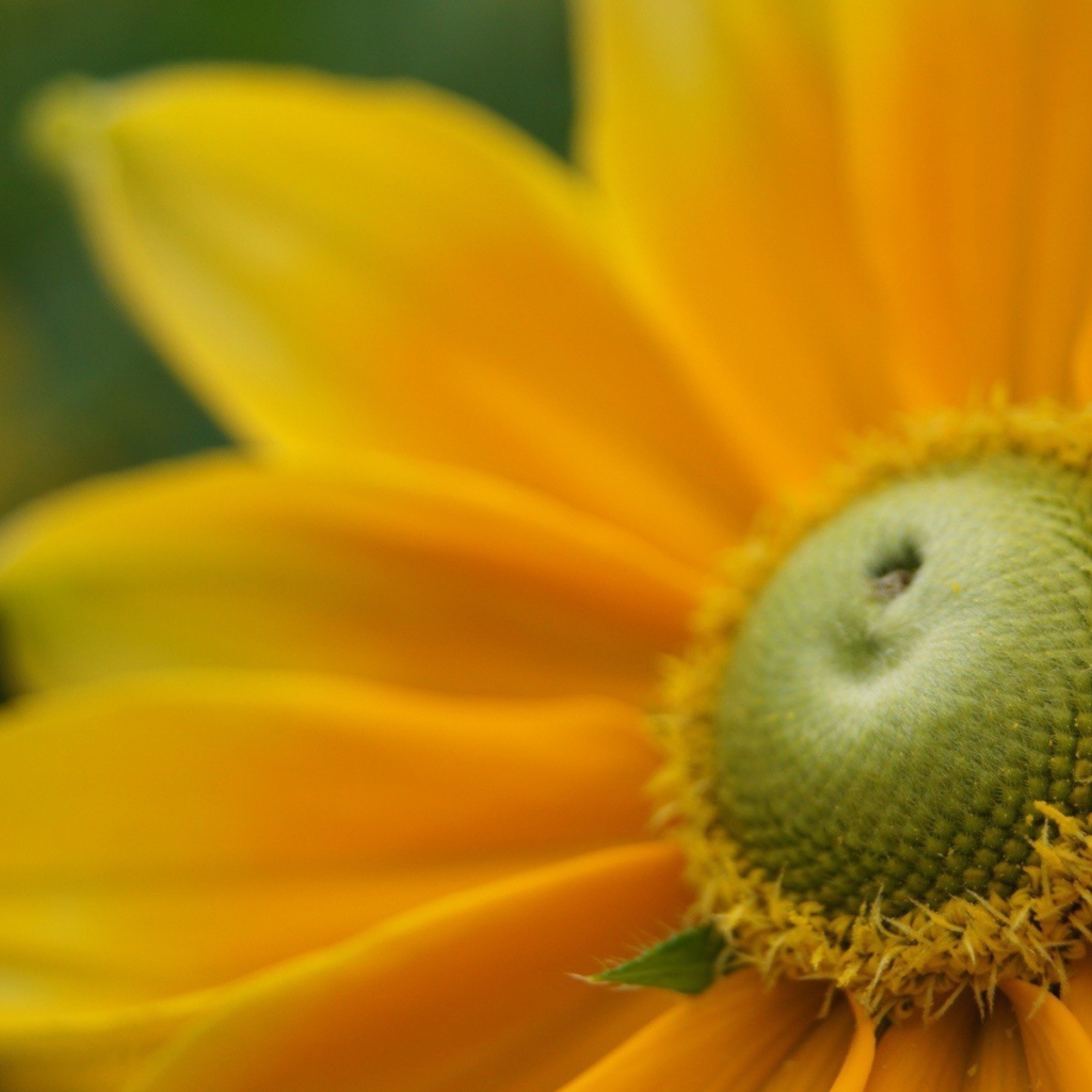 Пыльца внутри желтого цветка