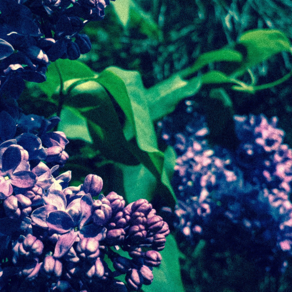 Сиреневые бутоны цветов сирени