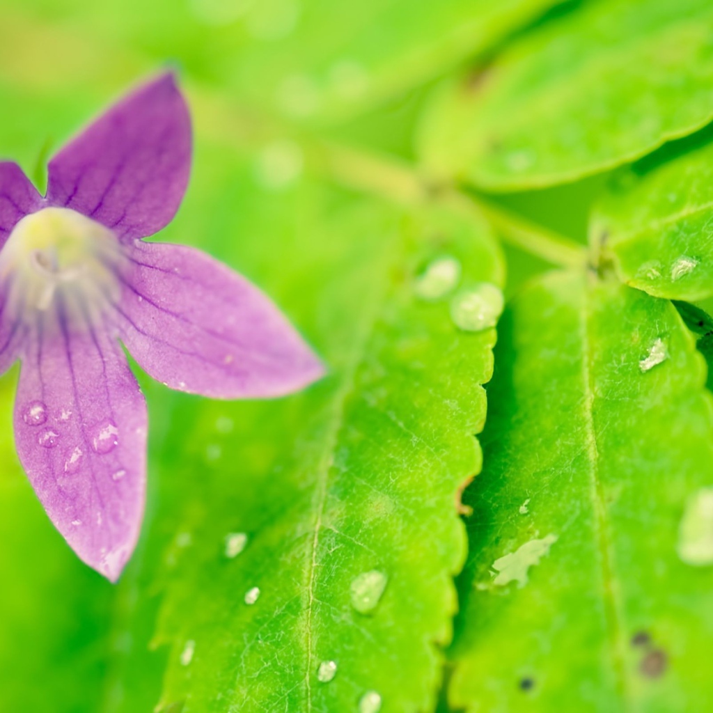 Фиолетовый цветок на мокрых листьях